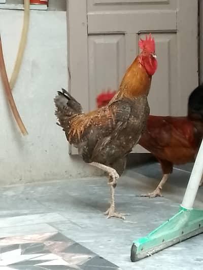 Pure Desi Home Breed Morg.