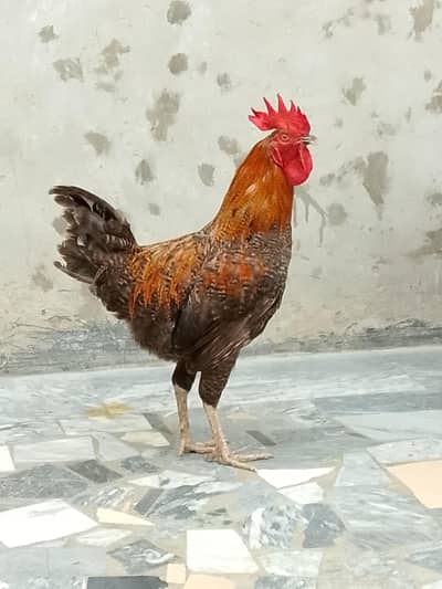 Pure Desi Home Breed Morg.