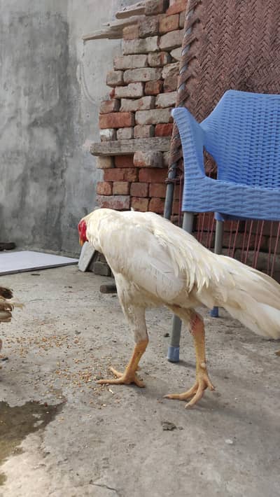 Heera Aseel mazboot jor or lambi height mai h