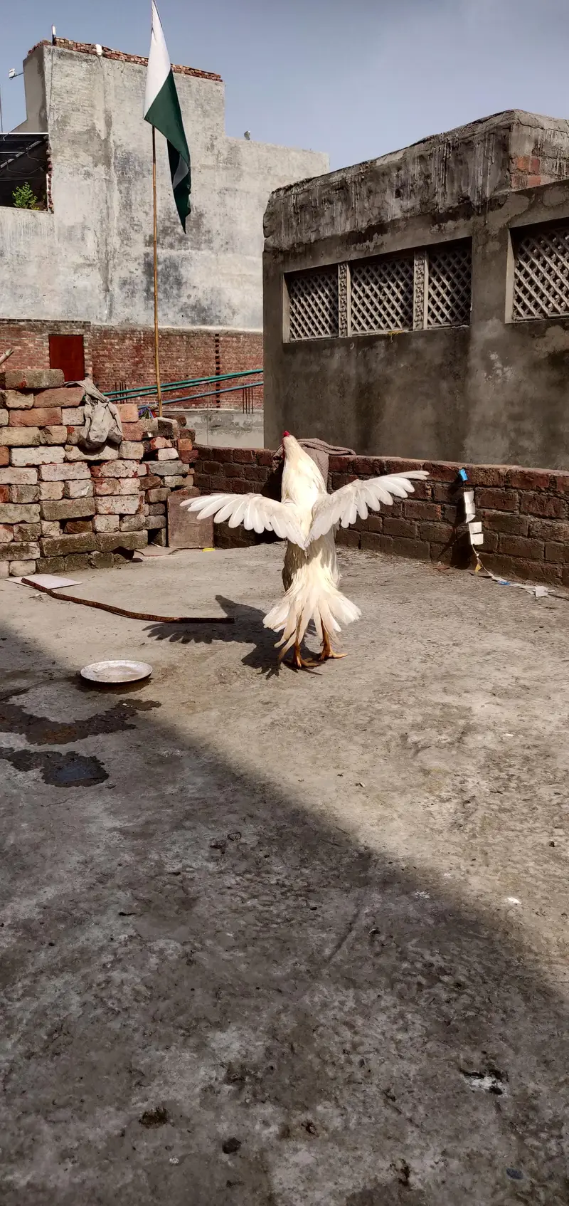Heera Aseel mazboot jor or lambi height mai h — photo 2