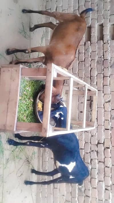 2 piuer dasi nagriour ambarsari phuthy