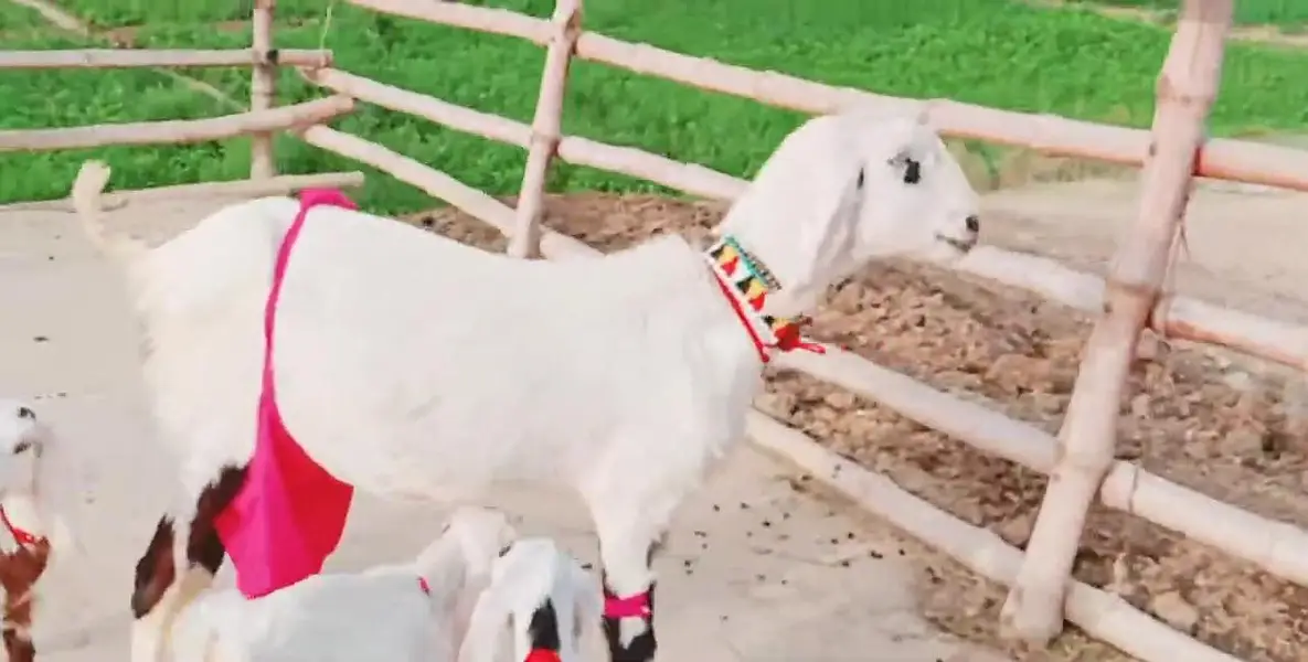 3 Bacchon Ka Sath Desi Bakri For Sale _ 03233005367 — photo 5