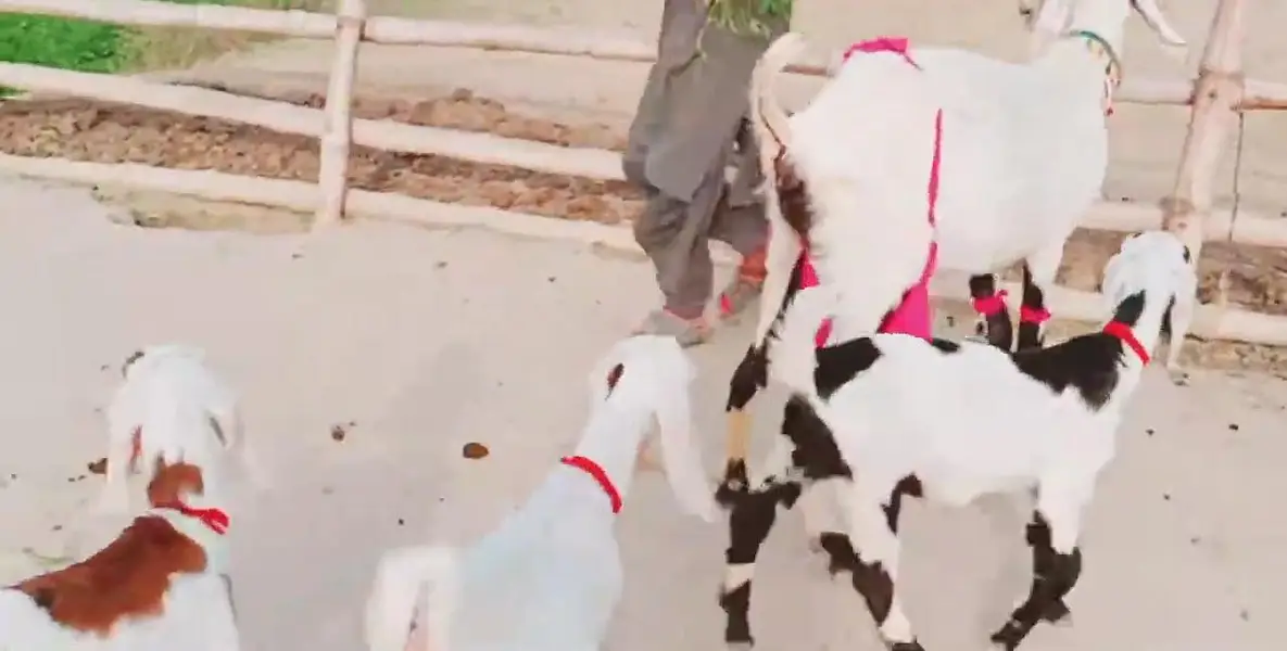 3 Bacchon Ka Sath Desi Bakri For Sale _ 03233005367 — photo 6