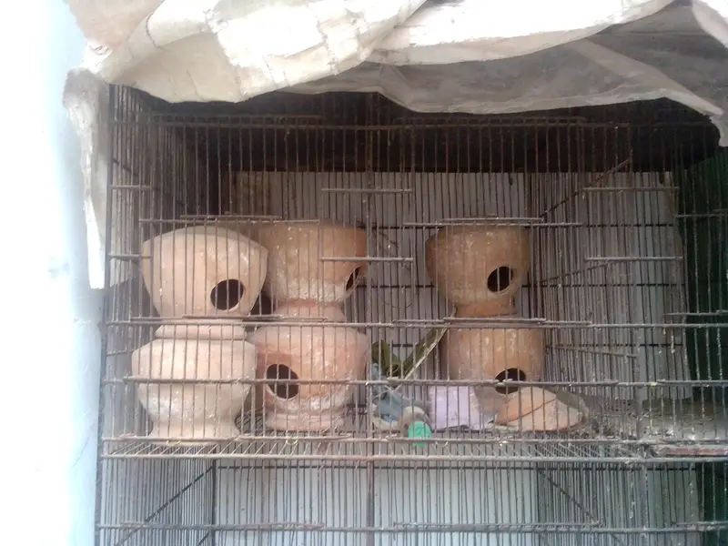 i am selling iron cage contact 03422956864