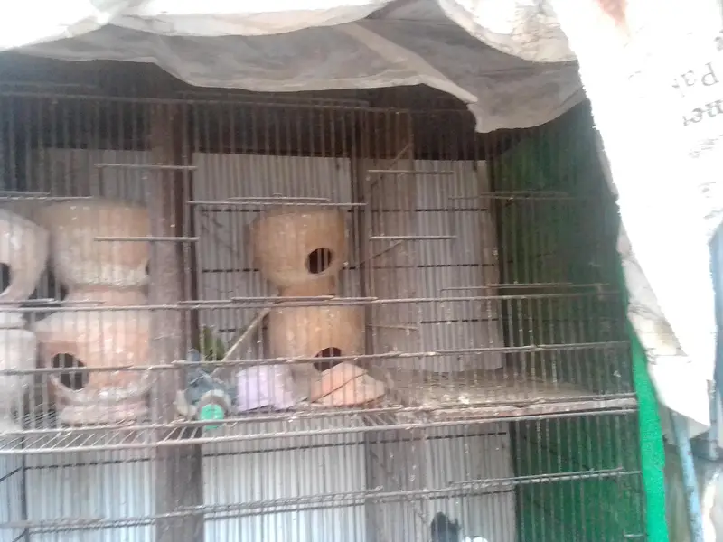 i am selling iron cage contact 03422956864 — photo 2