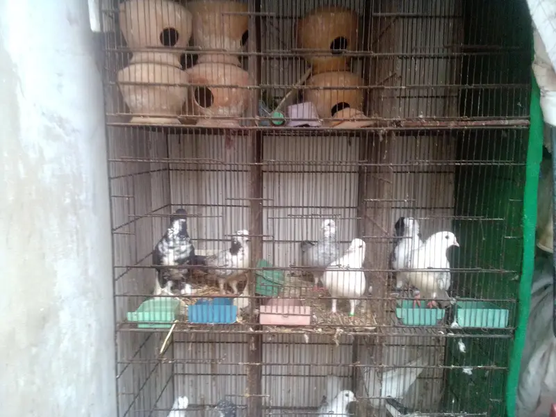 i am selling iron cage contact 03422956864 — photo 3