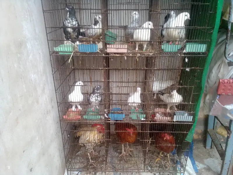 i am selling iron cage contact 03422956864 — photo 4