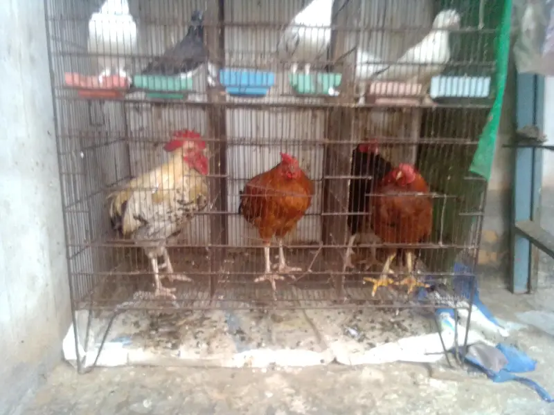 i am selling iron cage contact 03422956864 — photo 5