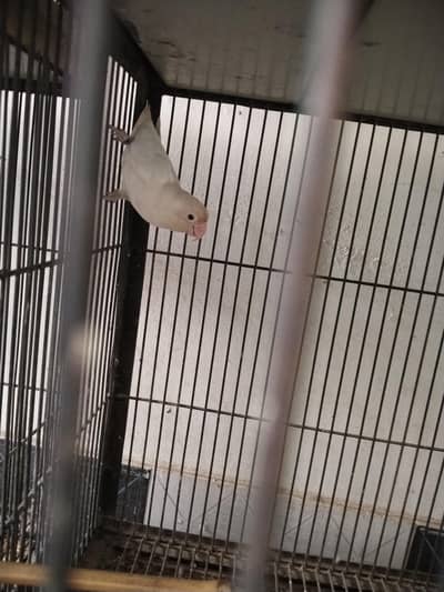 lovebirds