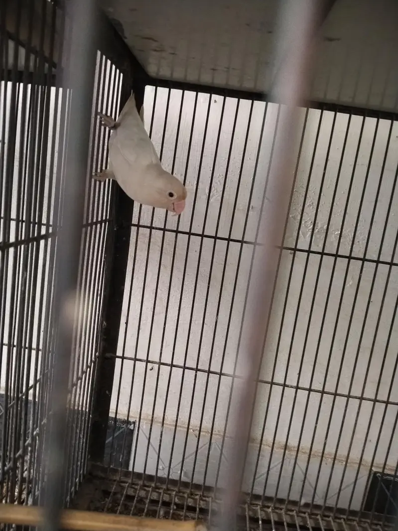 lovebirds