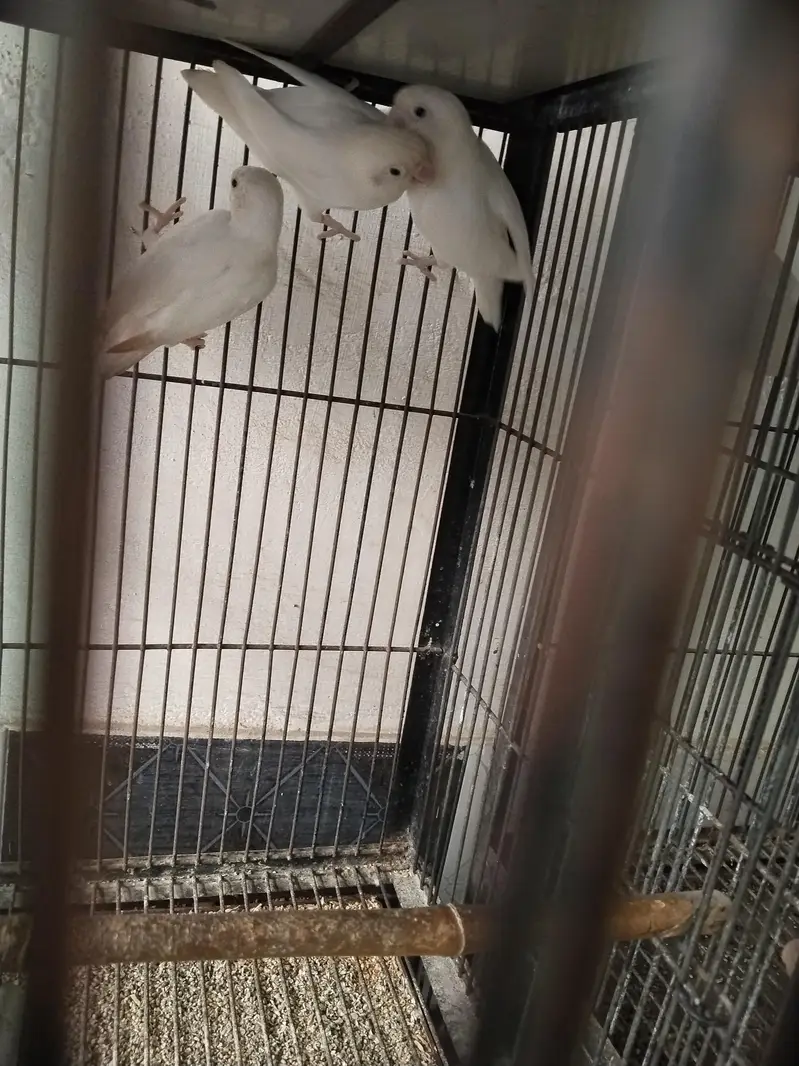 lovebirds — photo 2