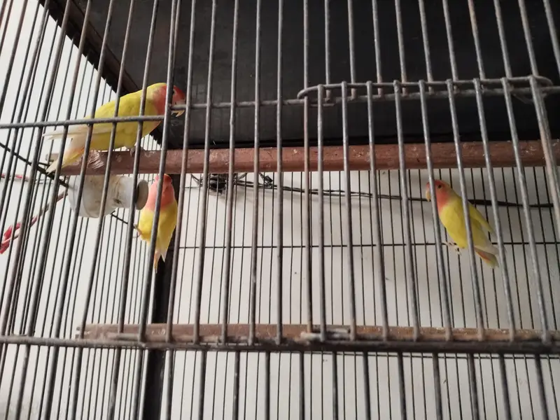lovebirds — photo 3