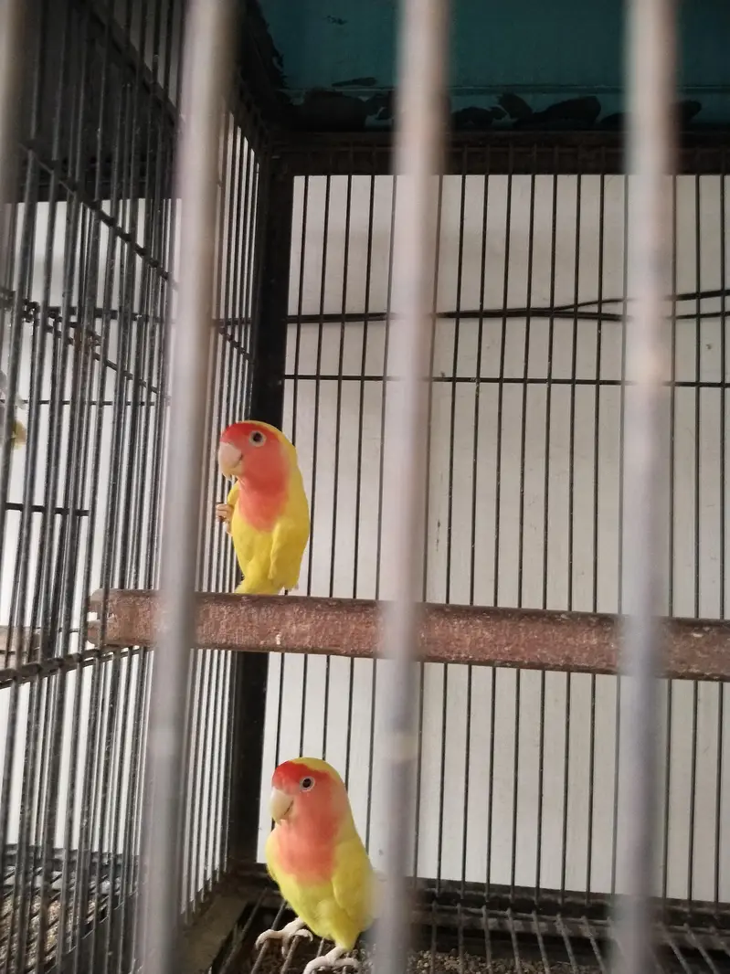 lovebirds — photo 4