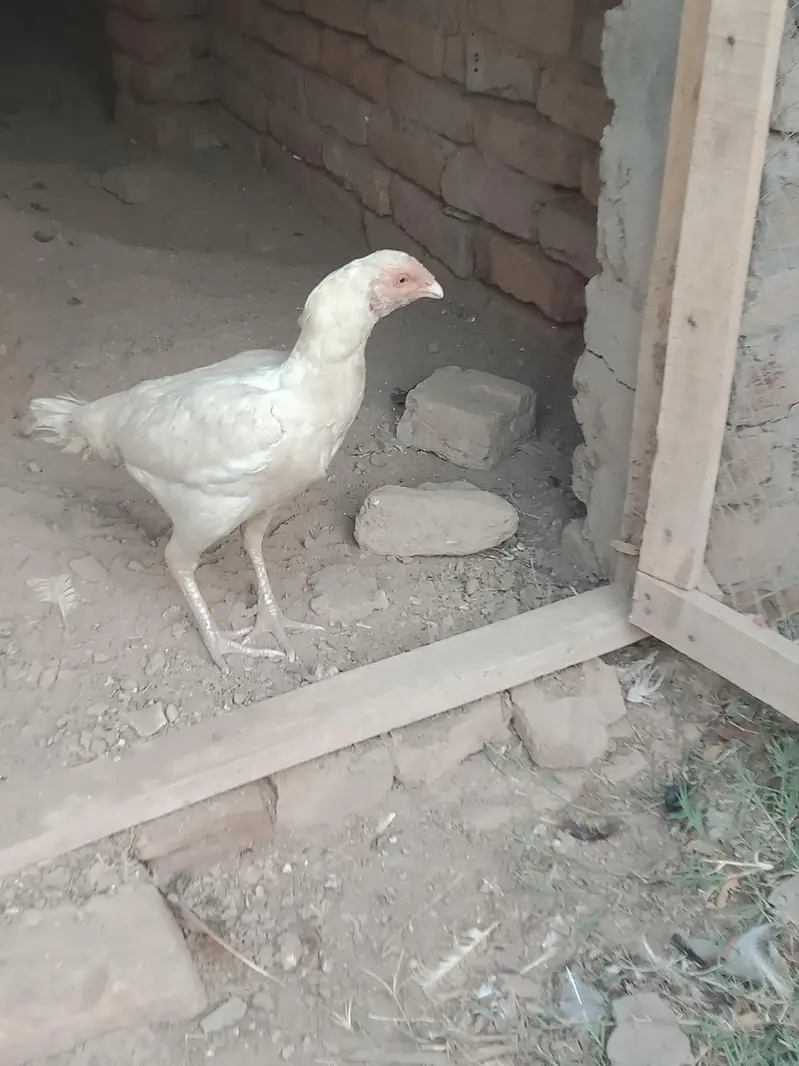 aseel murgha Madiyan for sale — photo 4