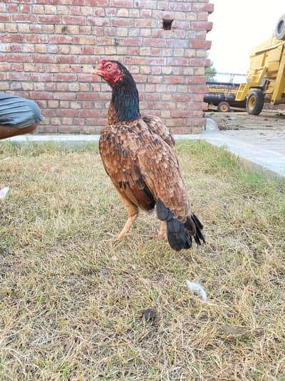 Pakistani aseel Mainwali