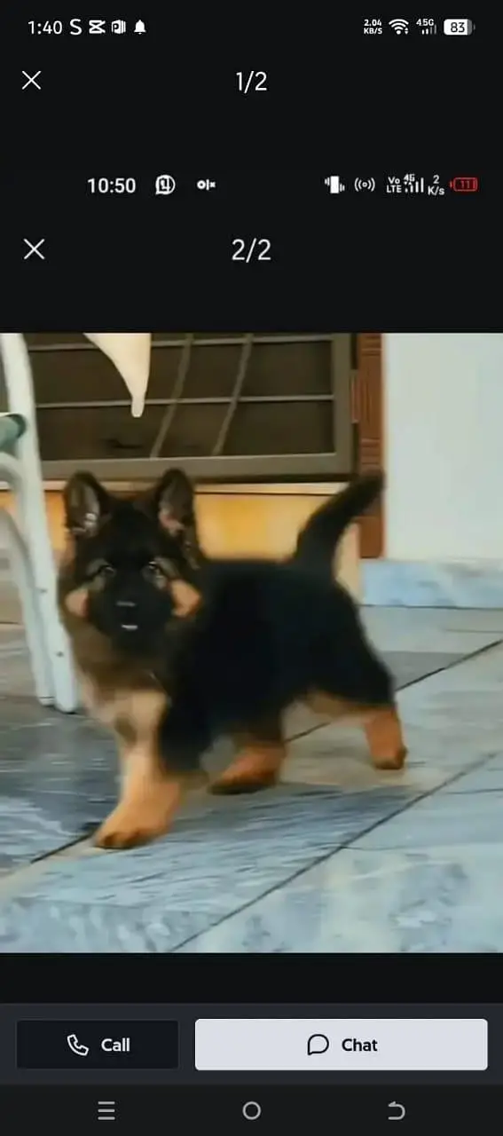 German Shepherd dog for sale male or 032/08/17/53/94 my WhatsApp — photo 2