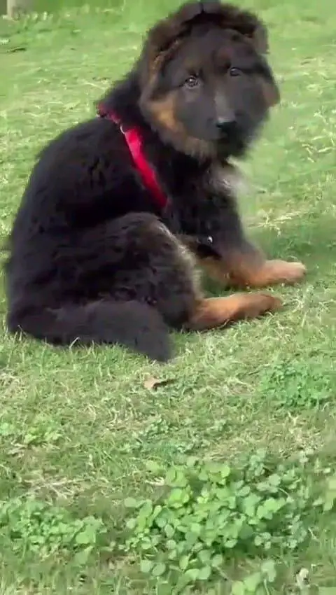 German Shepherd dog for sale male or 032/08/17/53/94 my WhatsApp — photo 3