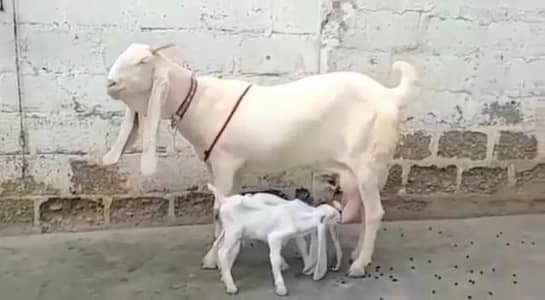 gulabi Bakri for Sale Mashallah Call  03242700765