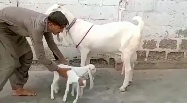 gulabi Bakri for Sale Mashallah Call  03242700765 — photo 2