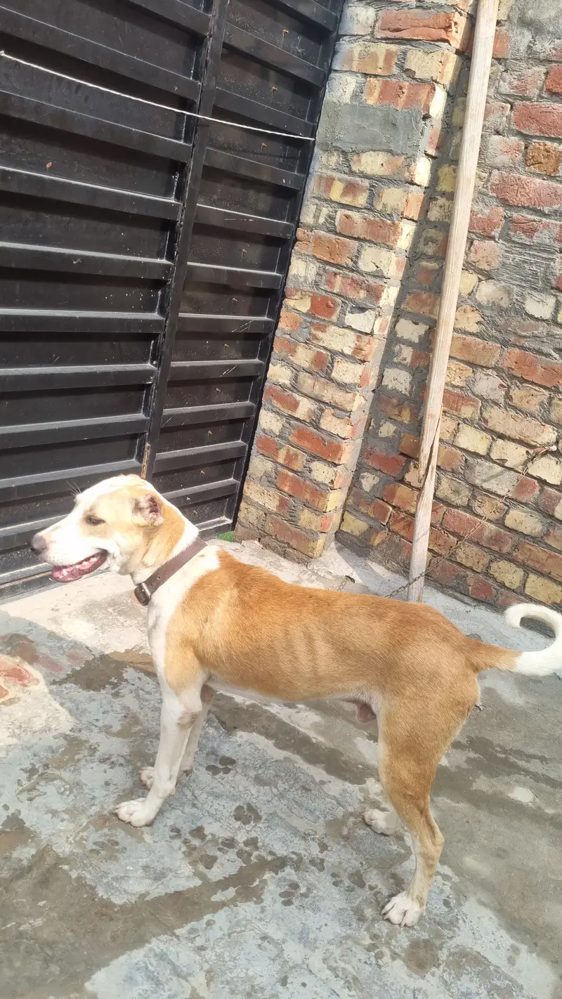 Low price Bully dog — photo 2