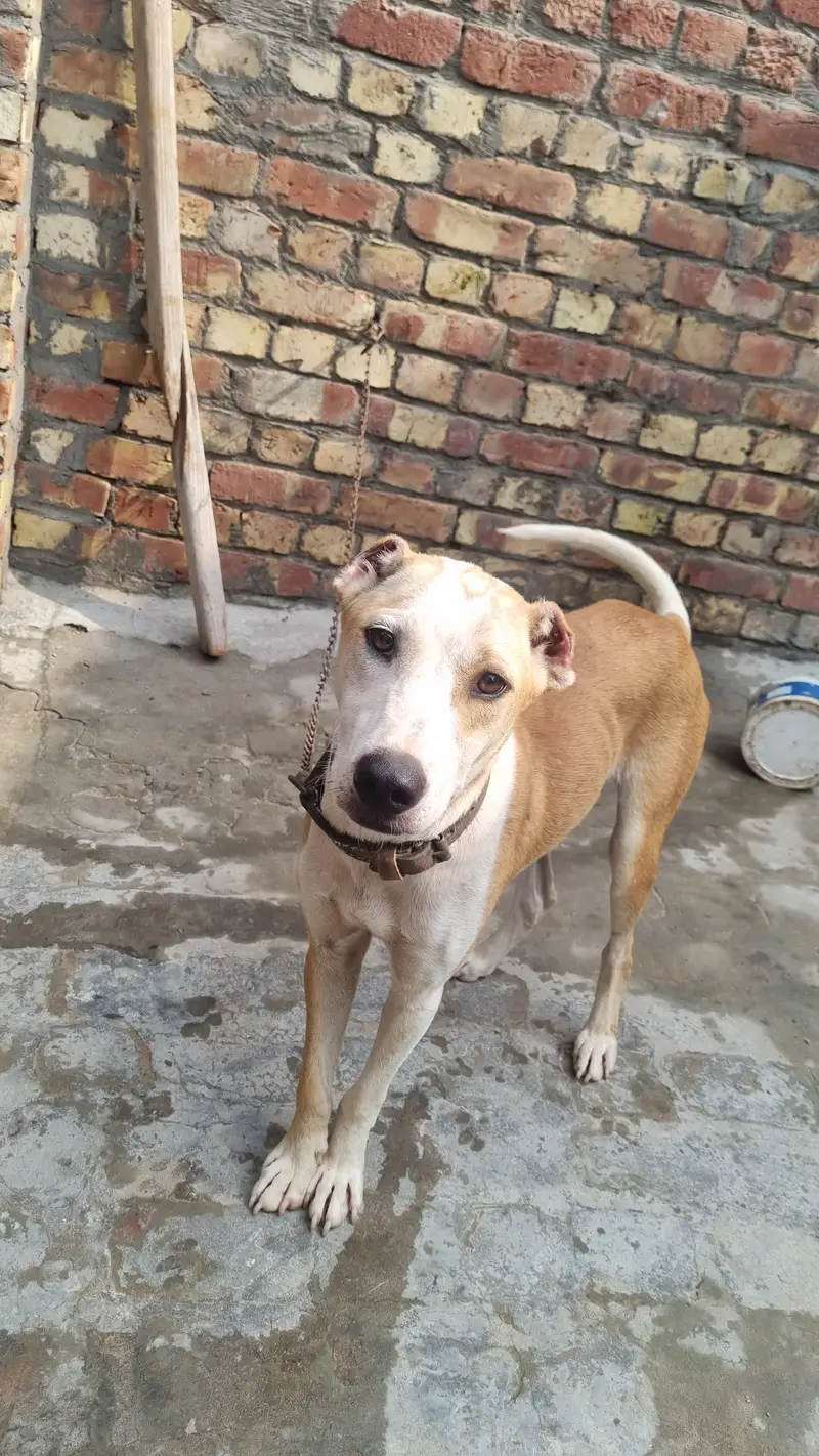 Low price Bully dog — photo 3