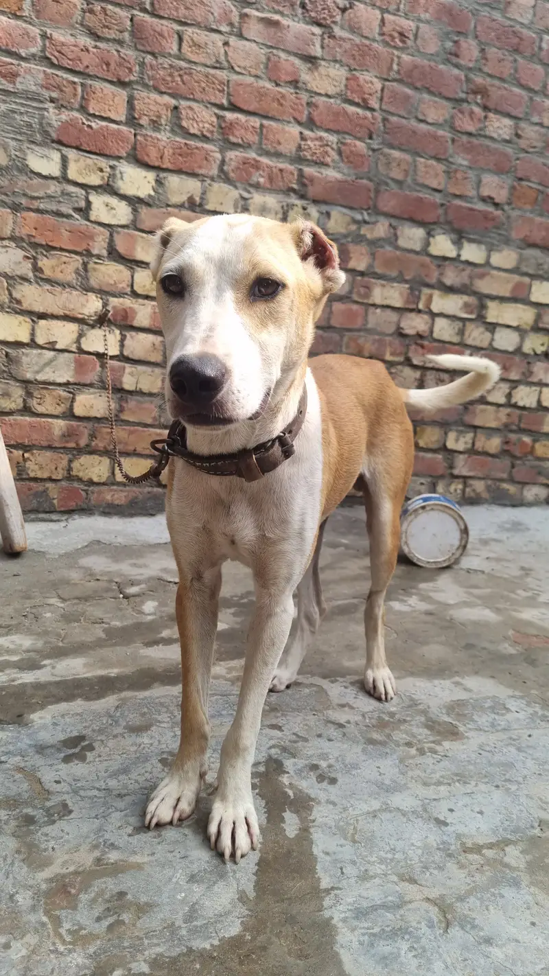 Low price Bully dog — photo 4