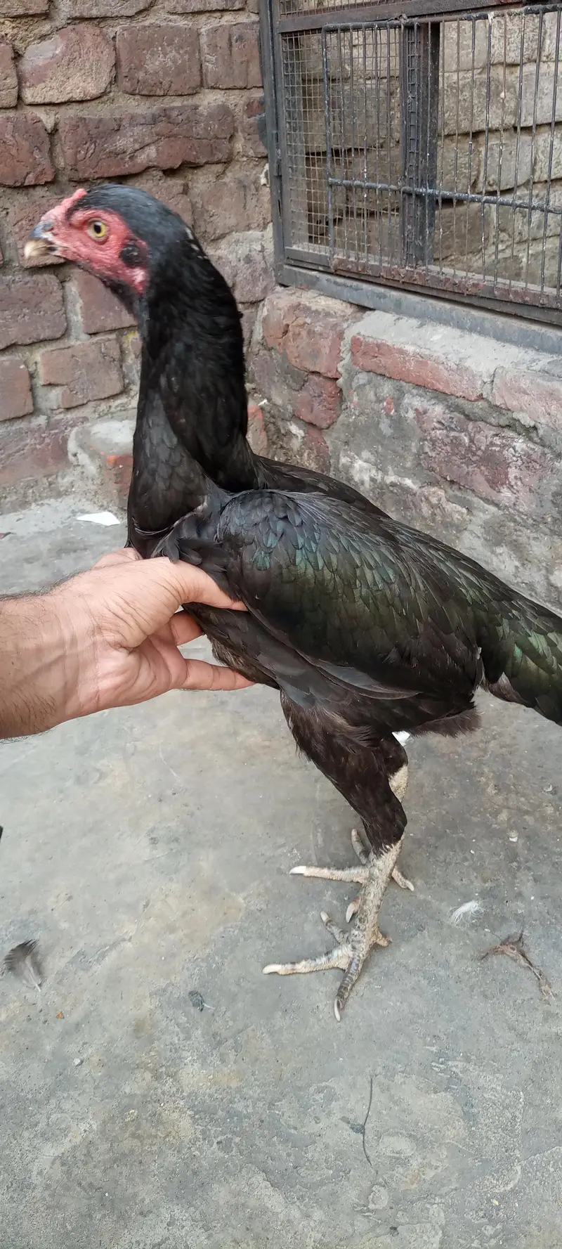 pathi — photo 7