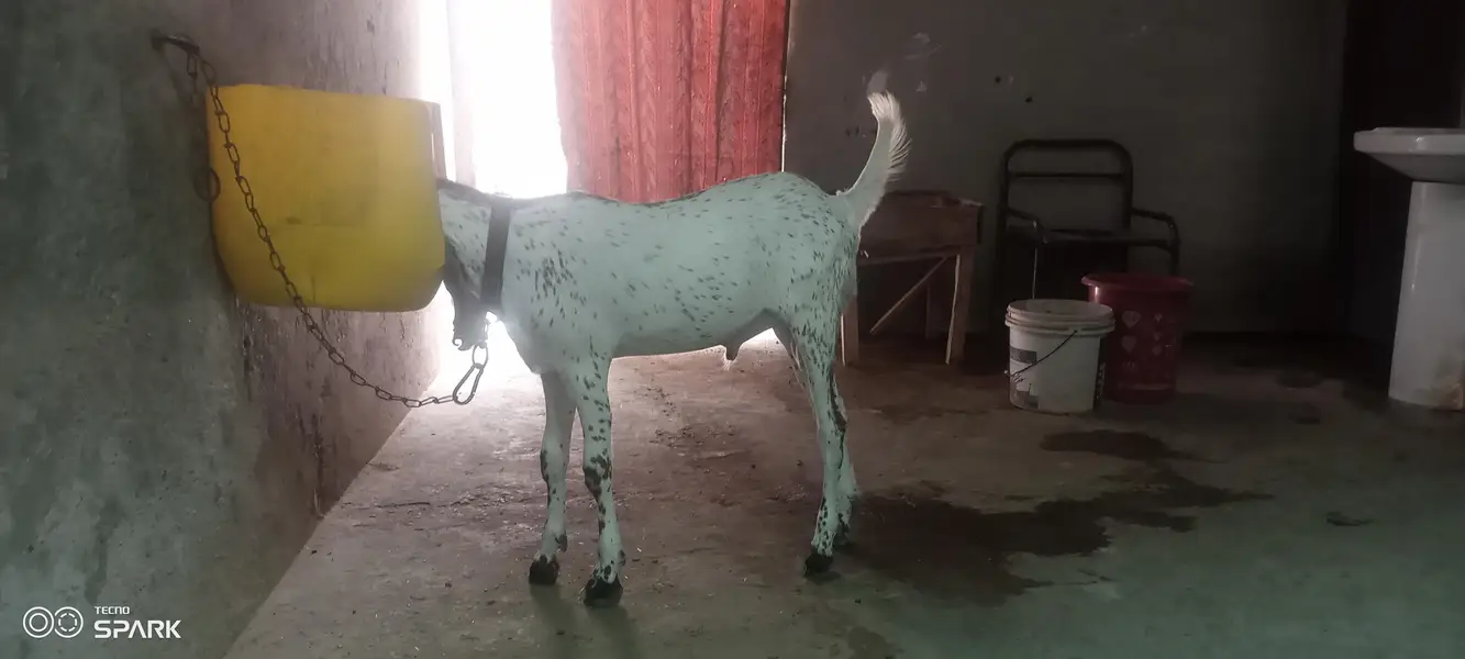 Makhi chena Bredar bacha — photo 2