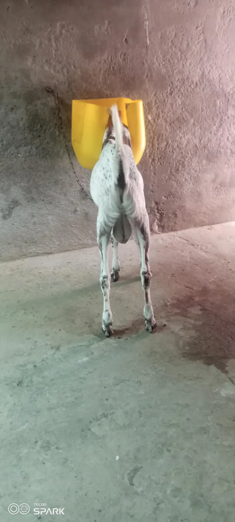 Makhi chena Bredar bacha — photo 3