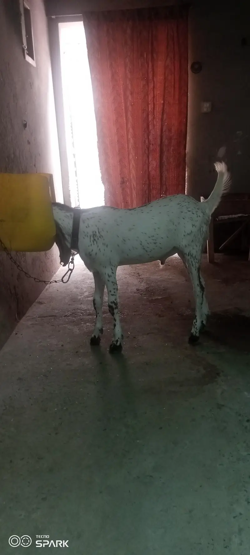 Makhi chena Bredar bacha — photo 4
