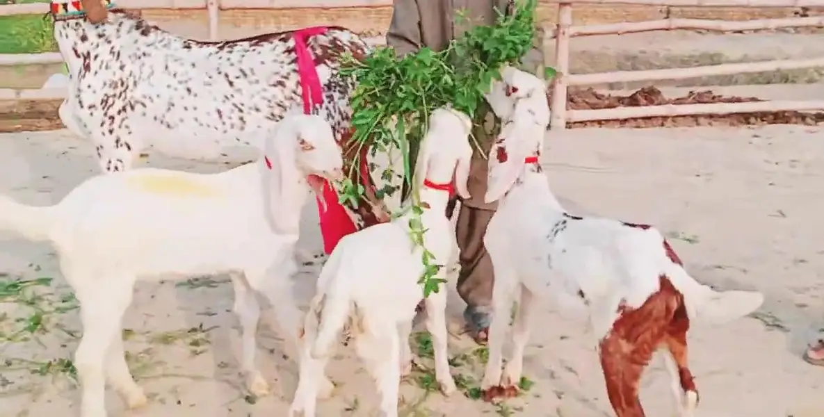 3 Bacchon Ka Sath Makkah Chini Bakri For Sale _ 03233005367 — photo 3