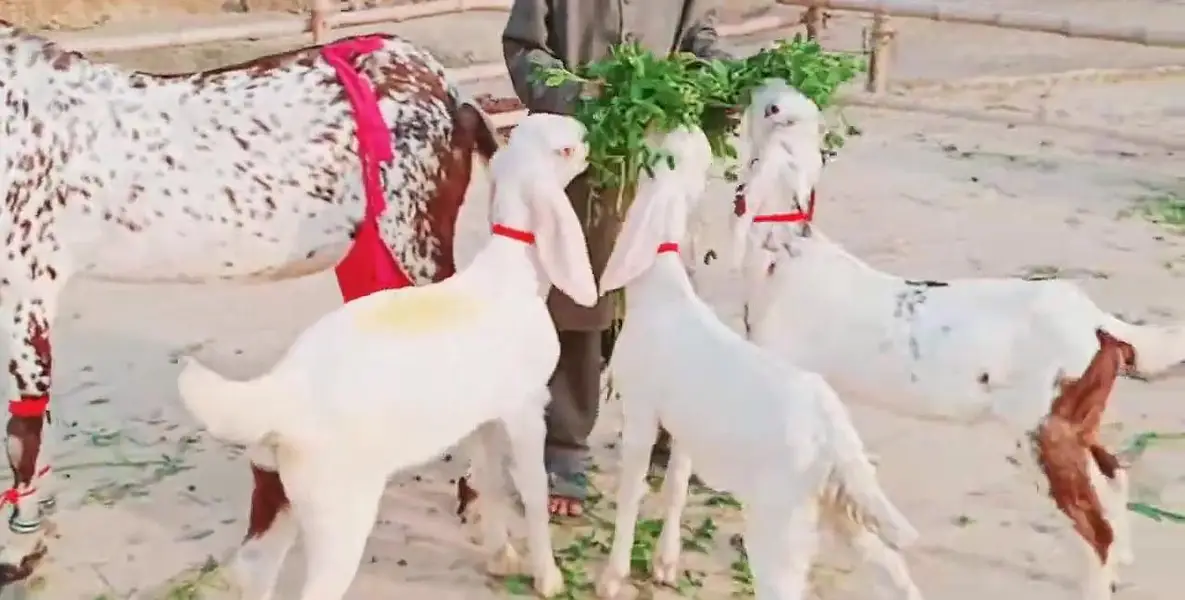 3 Bacchon Ka Sath Makkah Chini Bakri For Sale _ 03233005367 — photo 4