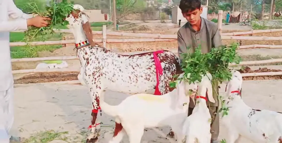 3 Bacchon Ka Sath Makkah Chini Bakri For Sale _ 03233005367 — photo 6