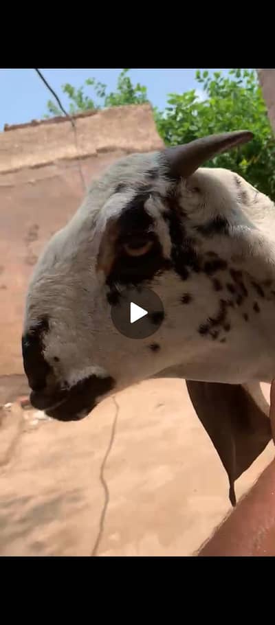 Dasi Makhi cheni Bakri or Path