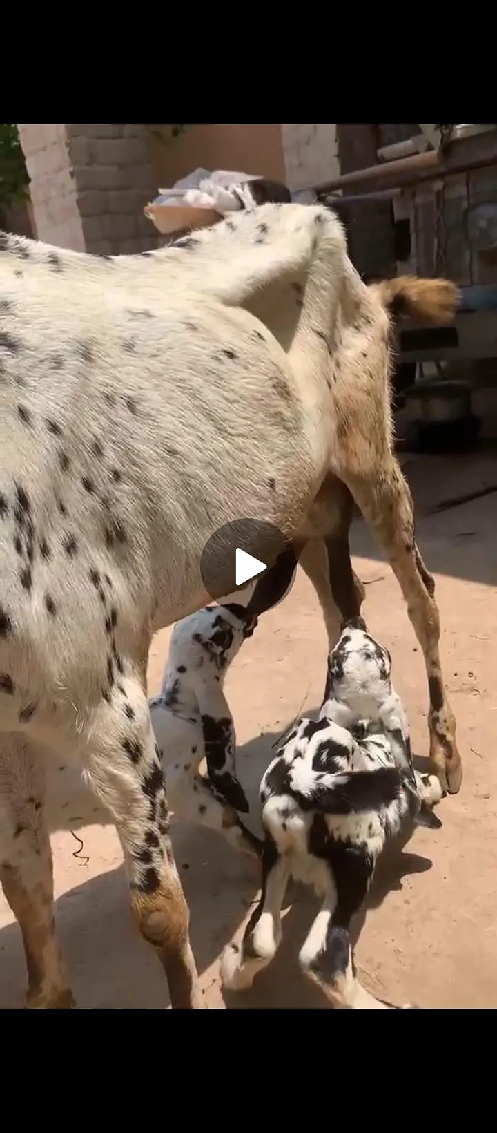 Dasi Makhi cheni Bakri or Path — photo 4