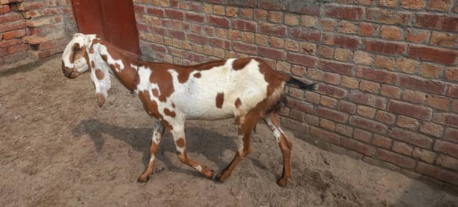 desi dogi bakri
