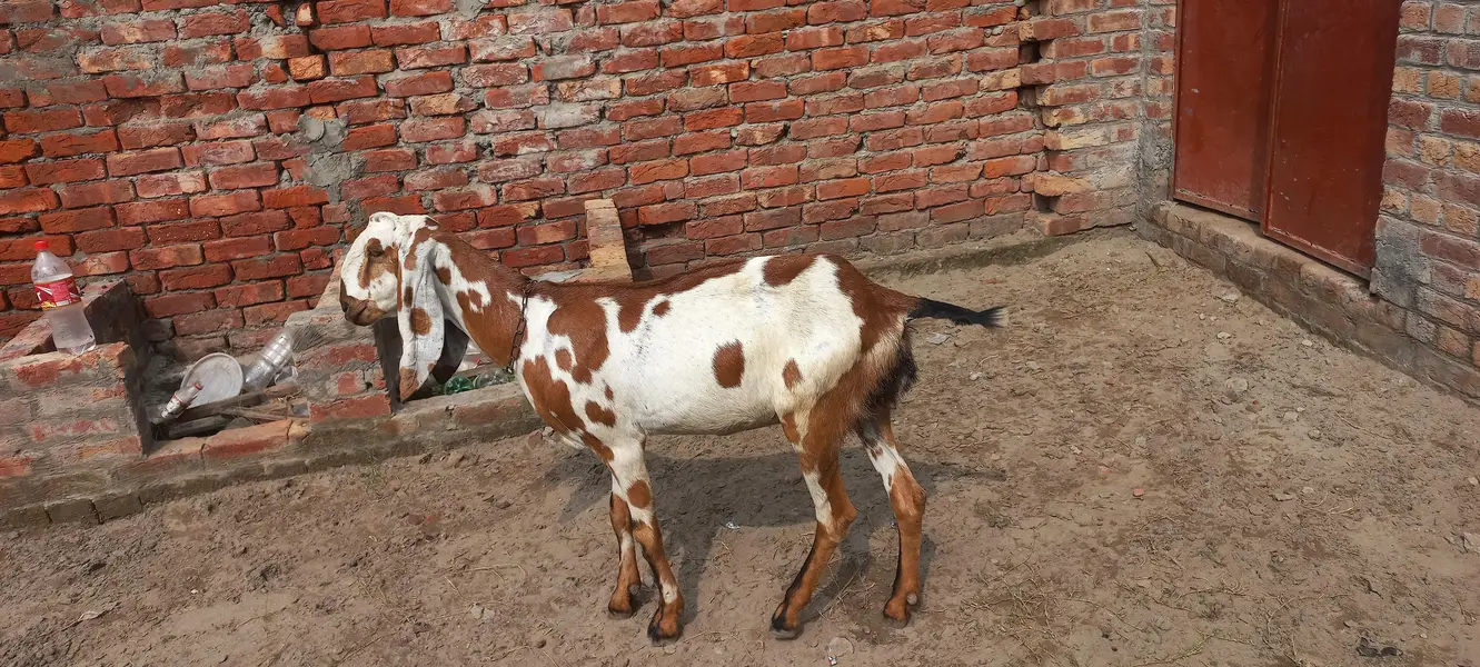 desi dogi bakri — photo 2
