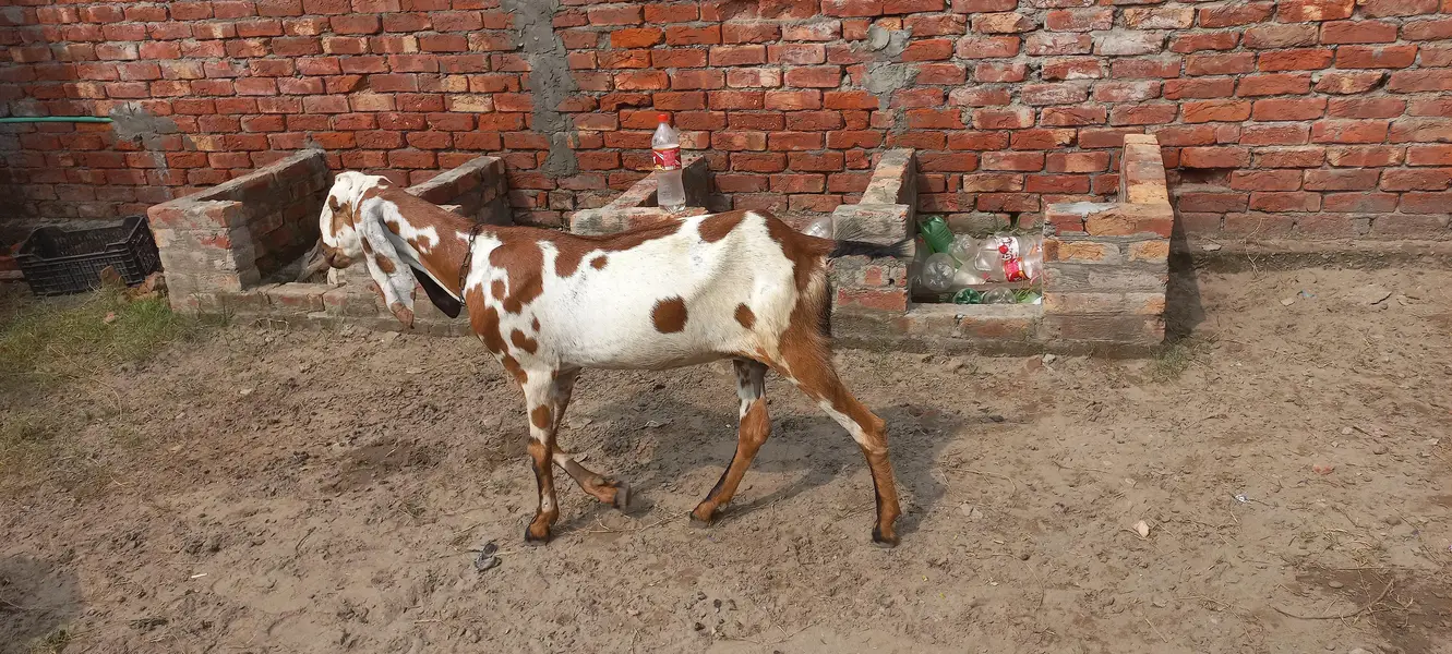 desi dogi bakri — photo 3