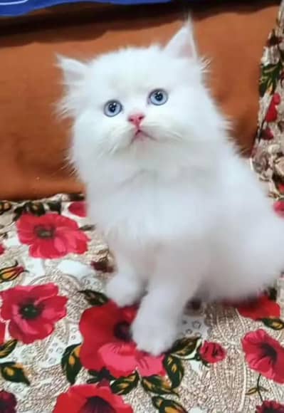 Persian cat and kitten available WhatsAp o34o143oo37