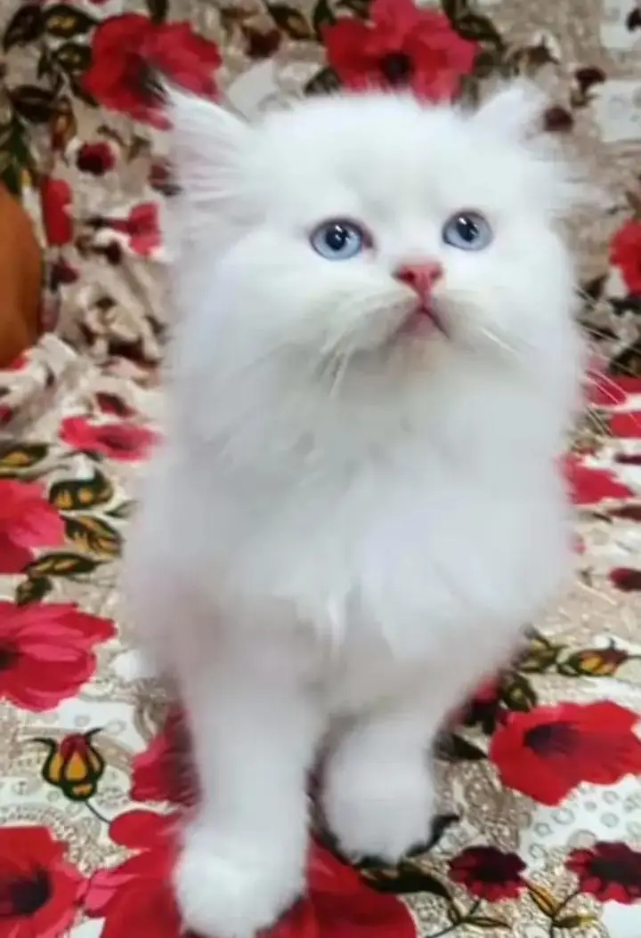 Persian cat and kitten available WhatsAp o34o143oo37 — photo 2
