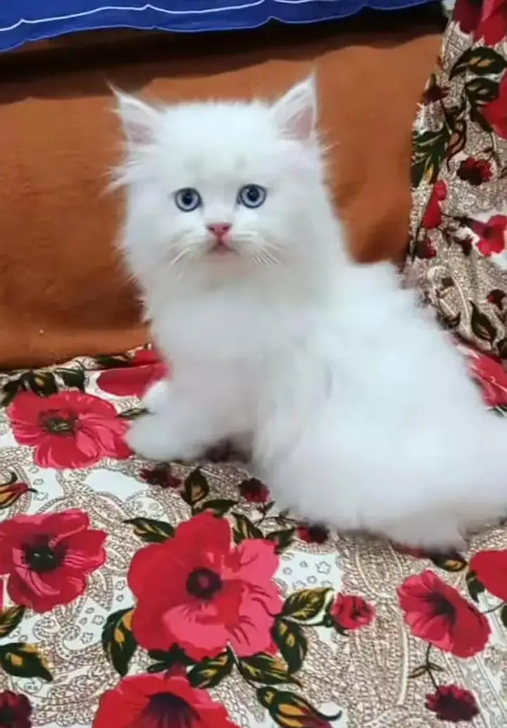Persian cat and kitten available WhatsAp o34o143oo37 — photo 3