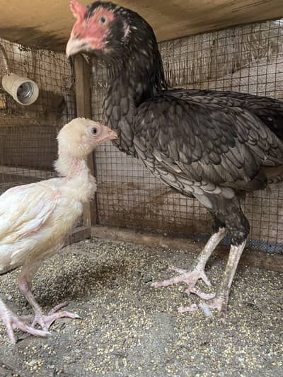 Aseel Mianwali For Sale With 1 Chick