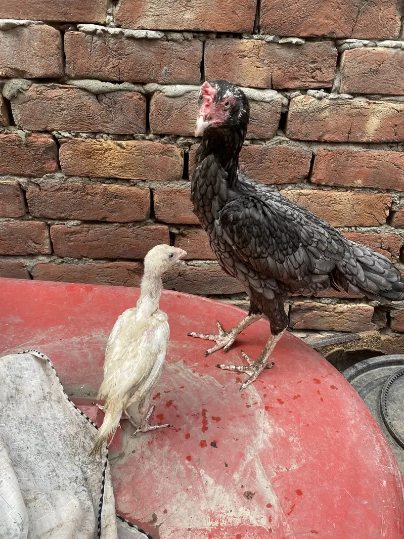 Aseel Mianwali For Sale With 1 Chick — photo 2