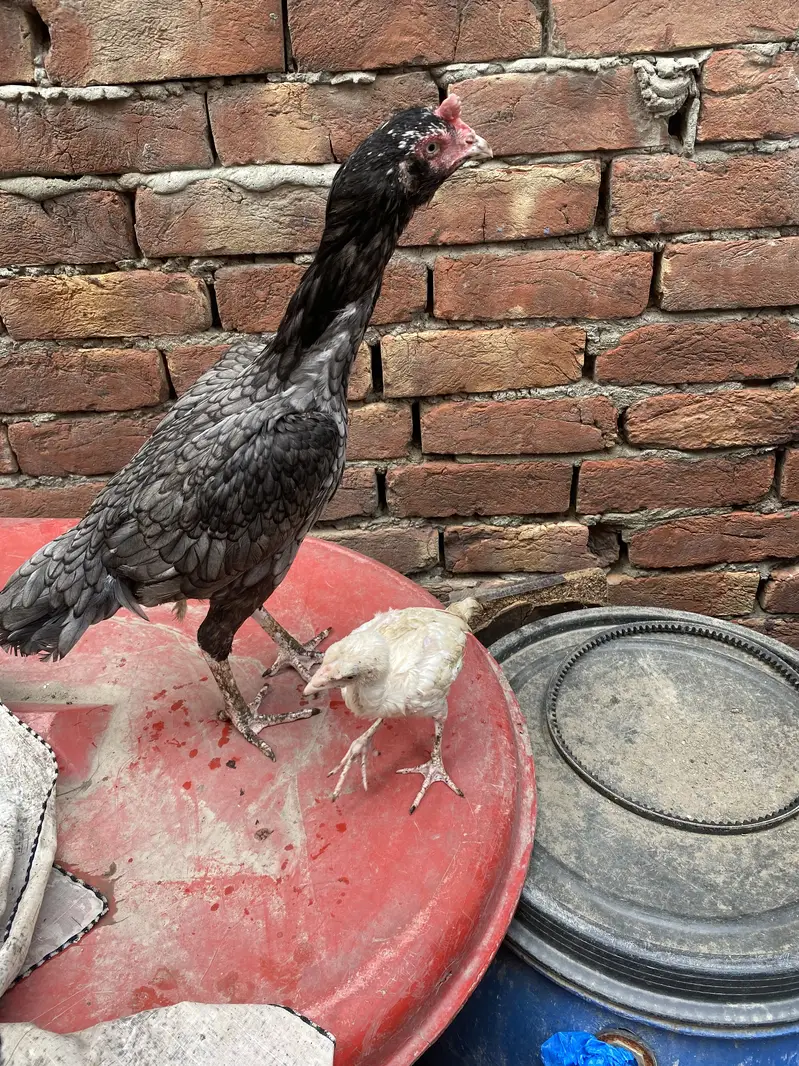 Aseel Mianwali For Sale With 1 Chick — photo 3
