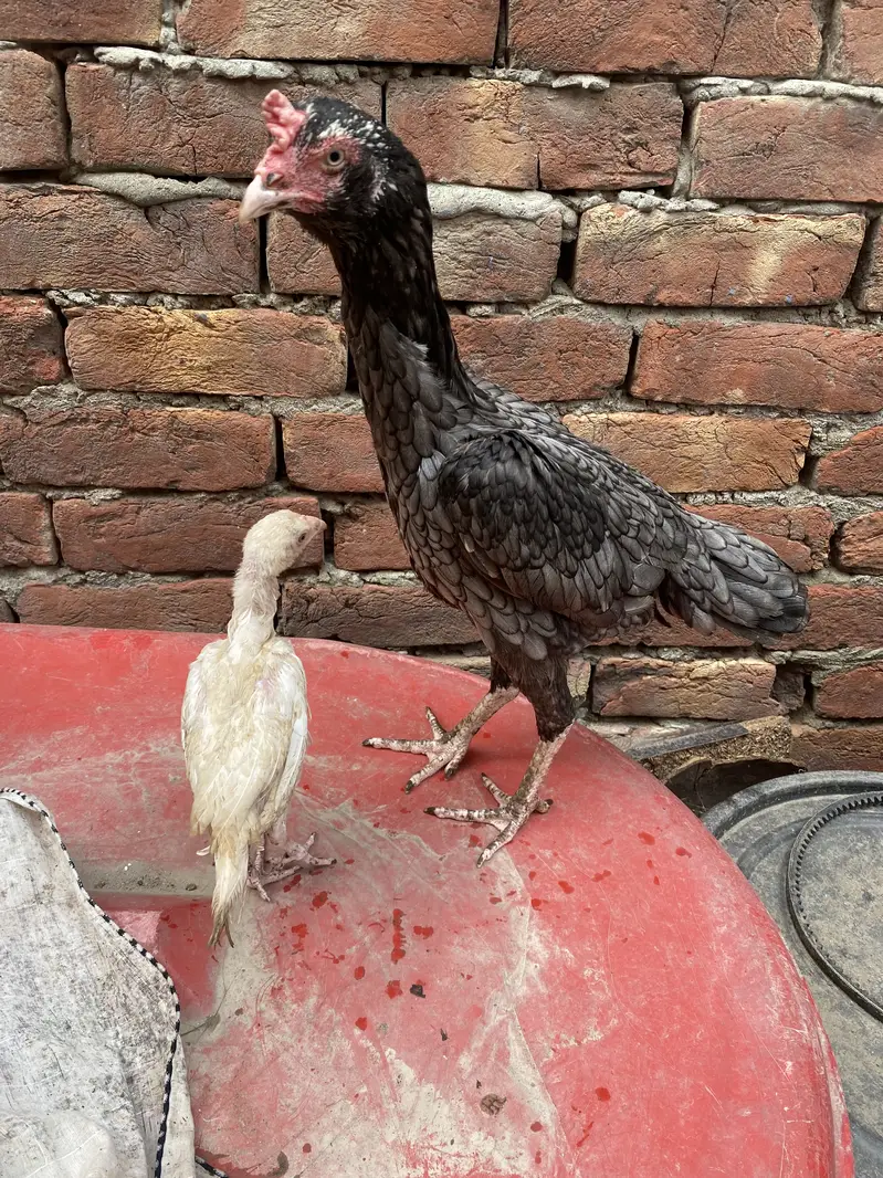 Aseel Mianwali For Sale With 1 Chick — photo 4