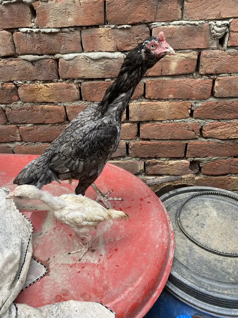 Aseel Mianwali For Sale With 1 Chick — photo 5