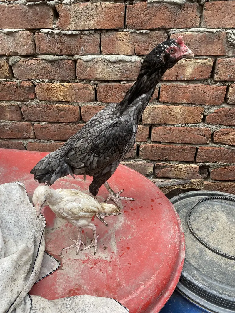 Aseel Mianwali For Sale With 1 Chick — photo 6