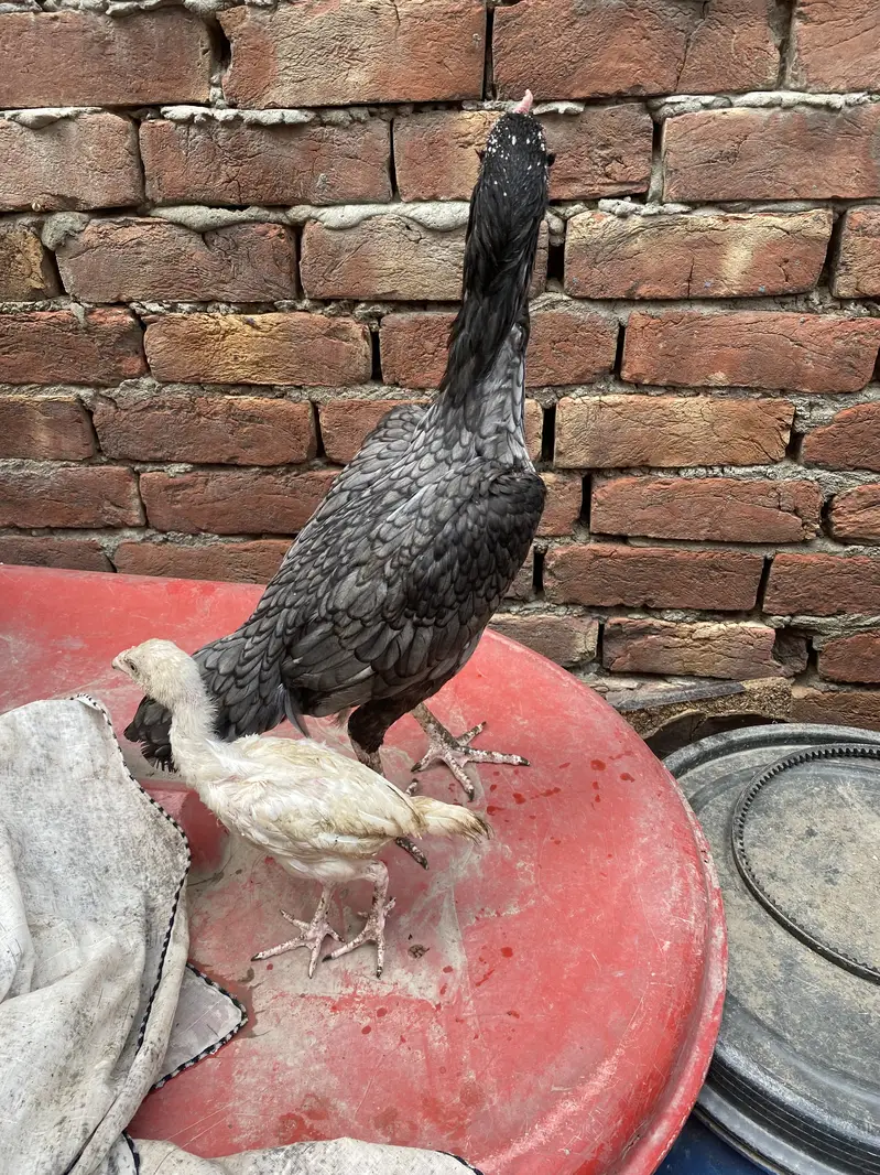 Aseel Mianwali For Sale With 1 Chick — photo 7