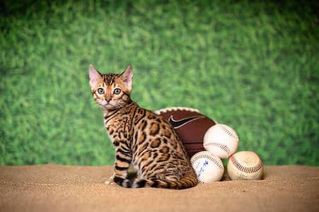 Bengal kitten