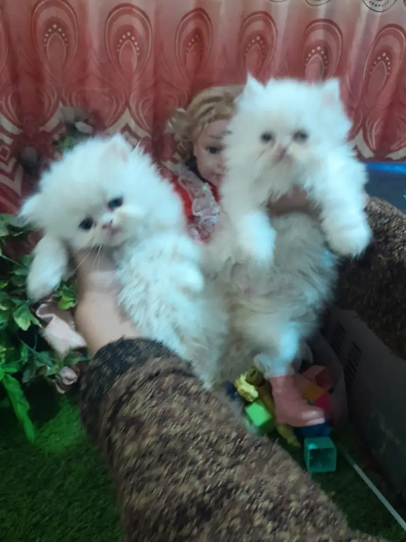 Persian cat and kitten available WhatsAp o34o143oo37 — photo 2
